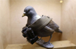 Spy pigeon from Pakistan intercepted in Punjab village